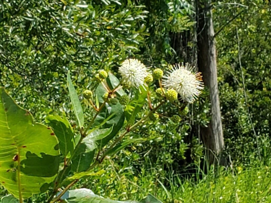 Florida Natives Seeds