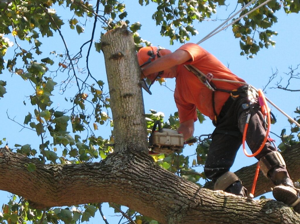 Tree Pruning