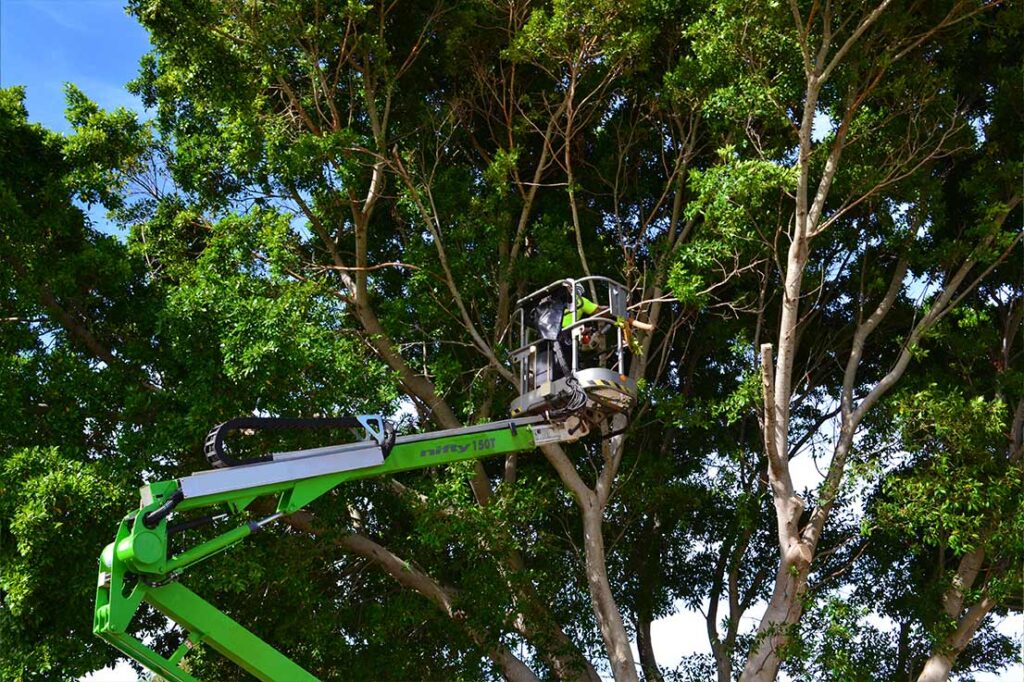 Tree Pruning