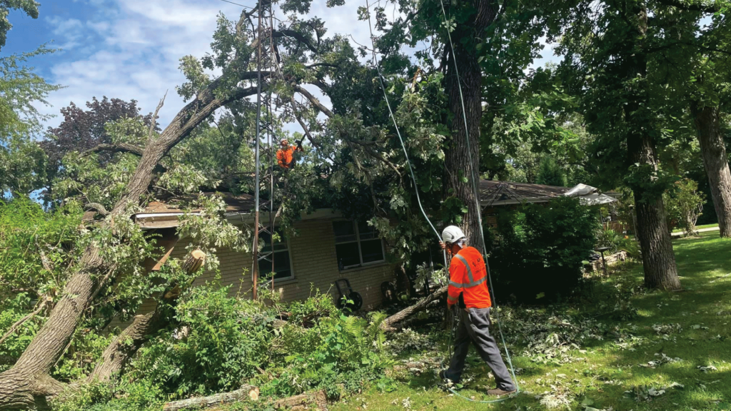 Tree Pruning Service