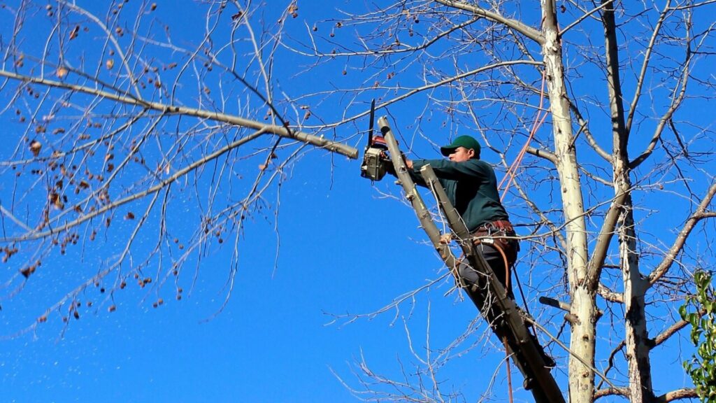 Tree Removal