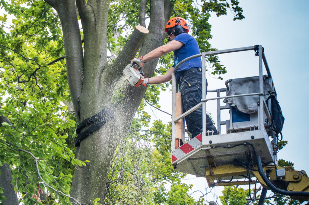 Tree Removal