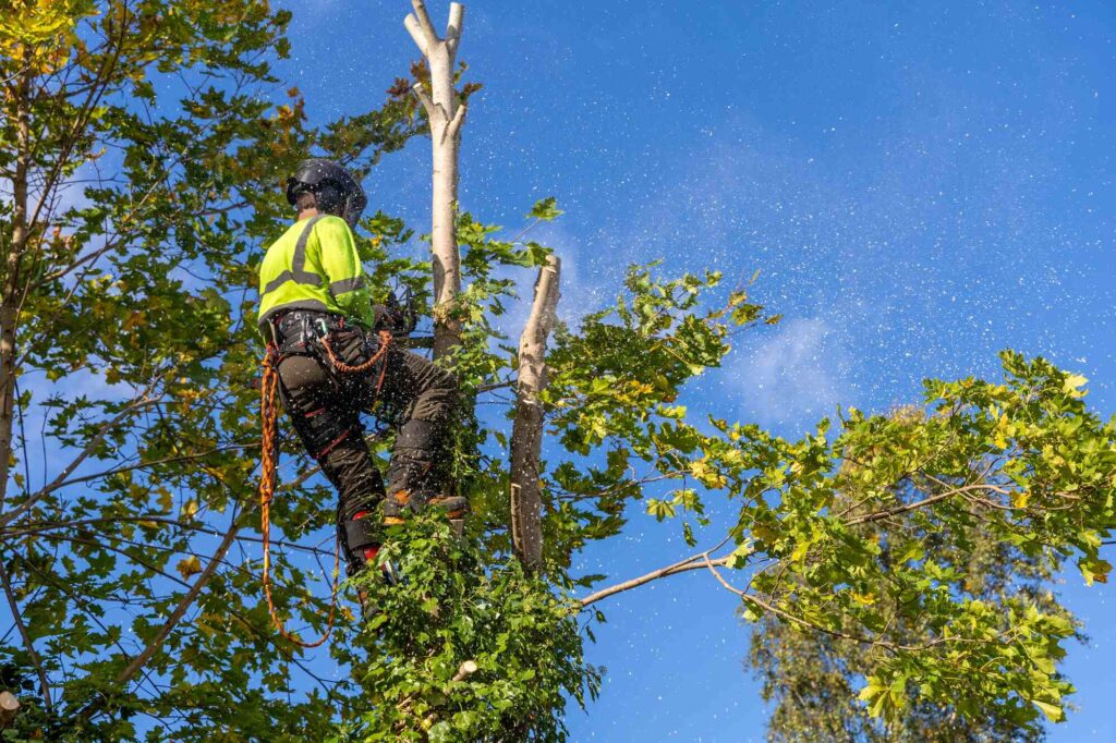 Tree Removal