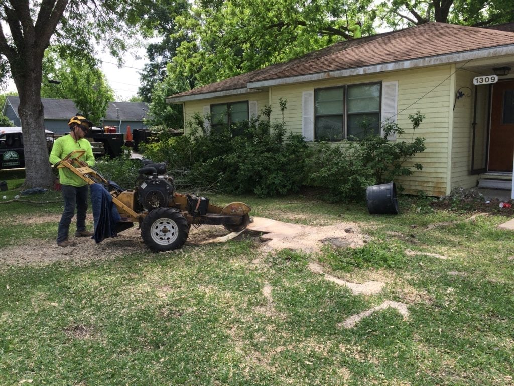 Backyard Stump Grinding