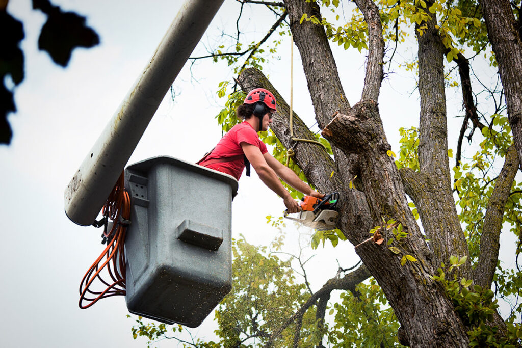 tree removel