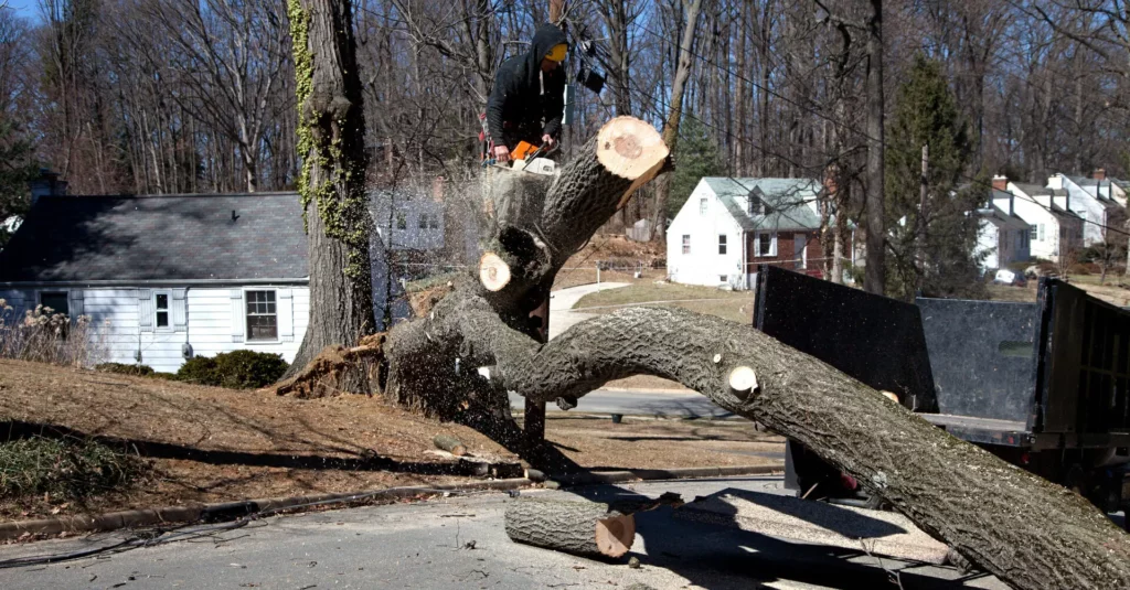 Emergency Stump Removal