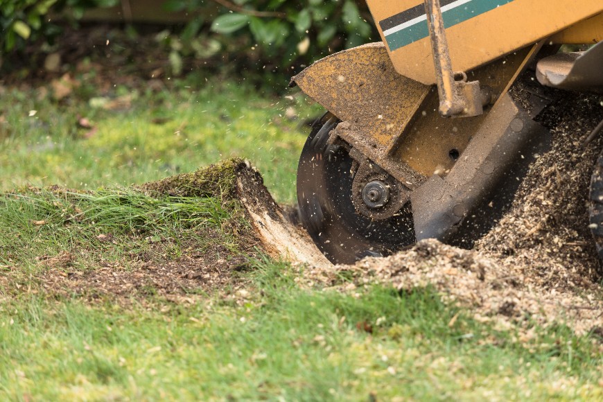 tree root removal