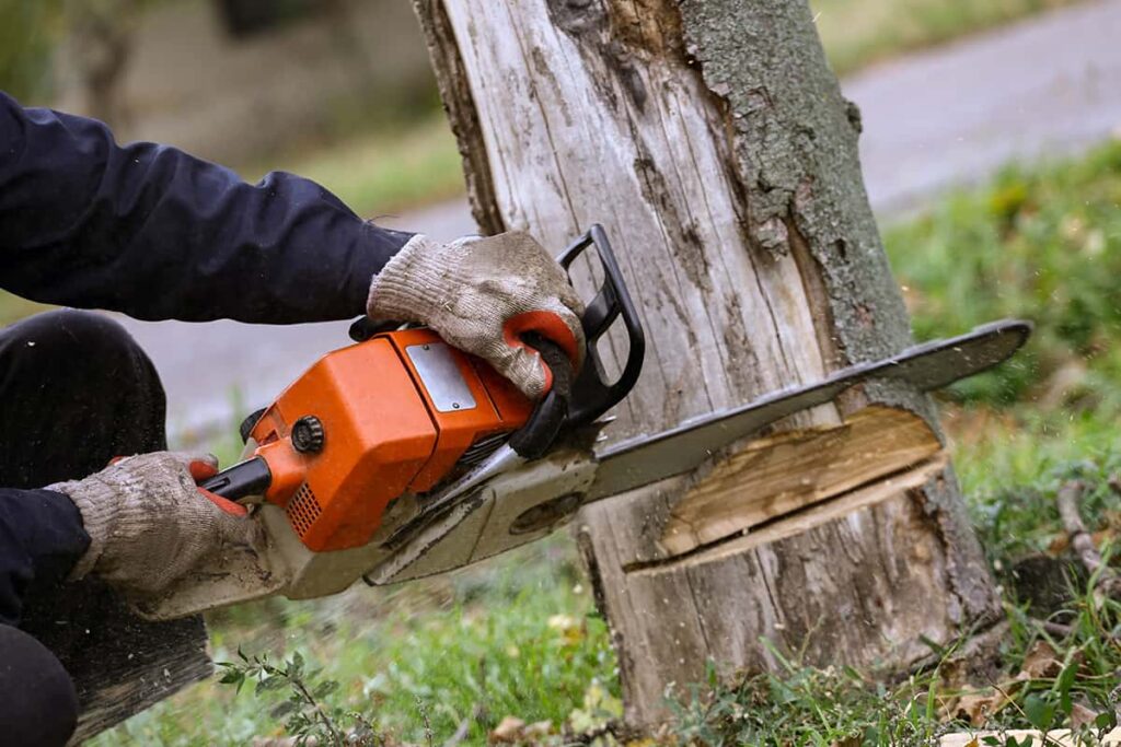 tree removal