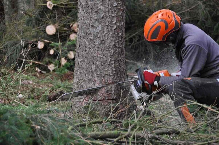 tree removal