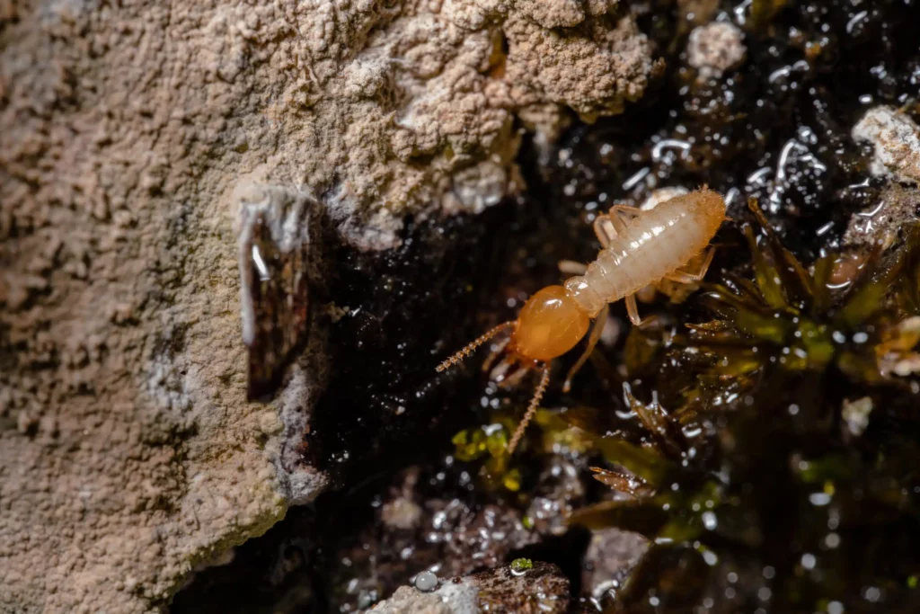 How to Deal with Termites in Sydney: Tips and Solutions