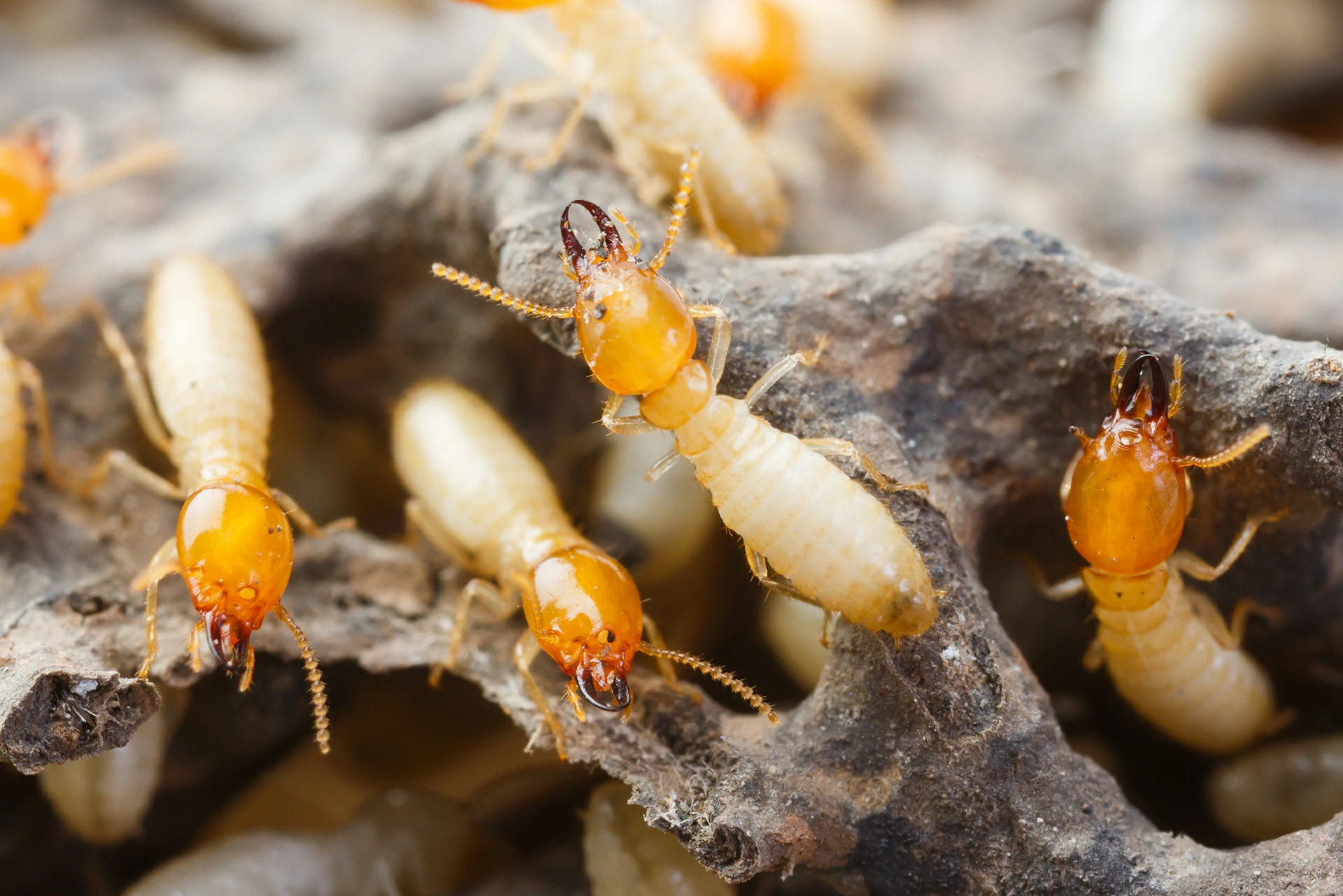 How to Deal with Termites in Sydney: Tips and Solutions