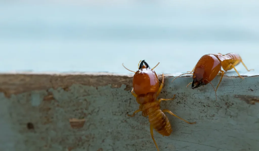 How to Deal with Termites in Sydney: Tips and Solutions