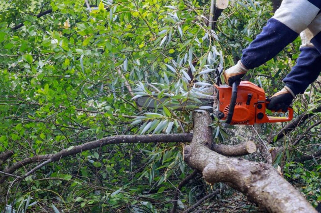 Tree lopping