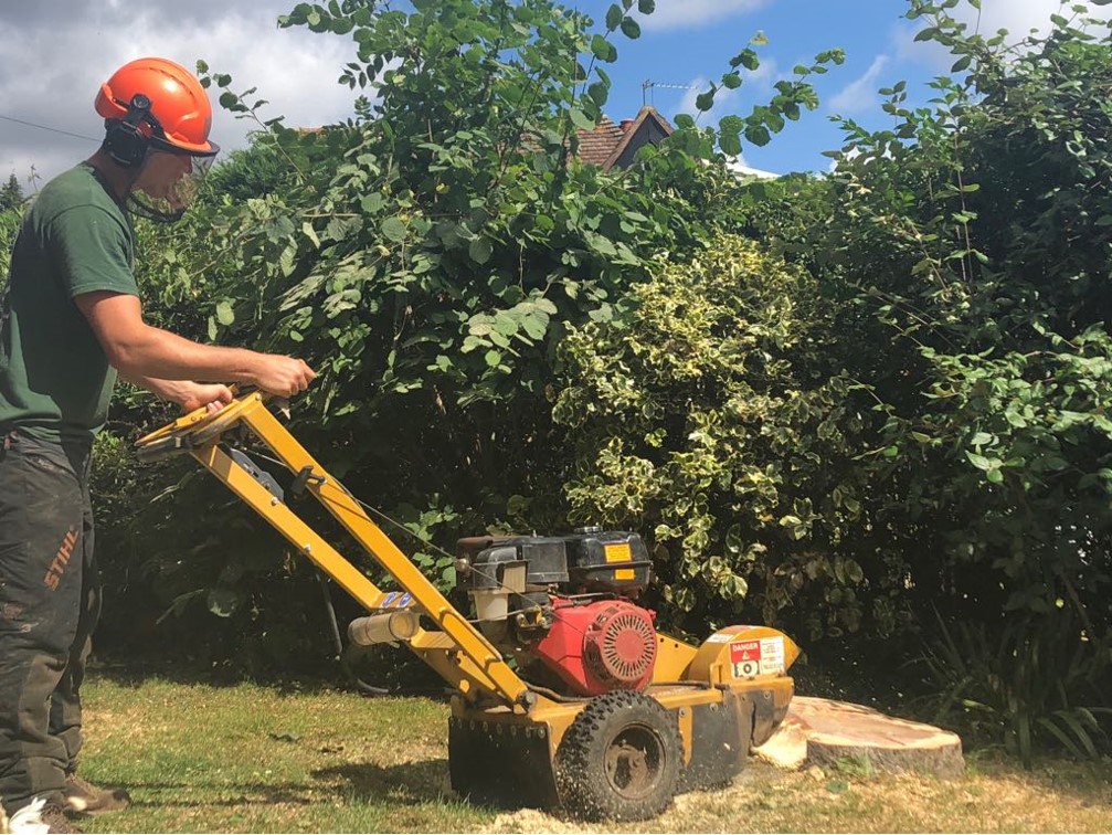 What to Expect from Professional Tree Loppers in Sydney