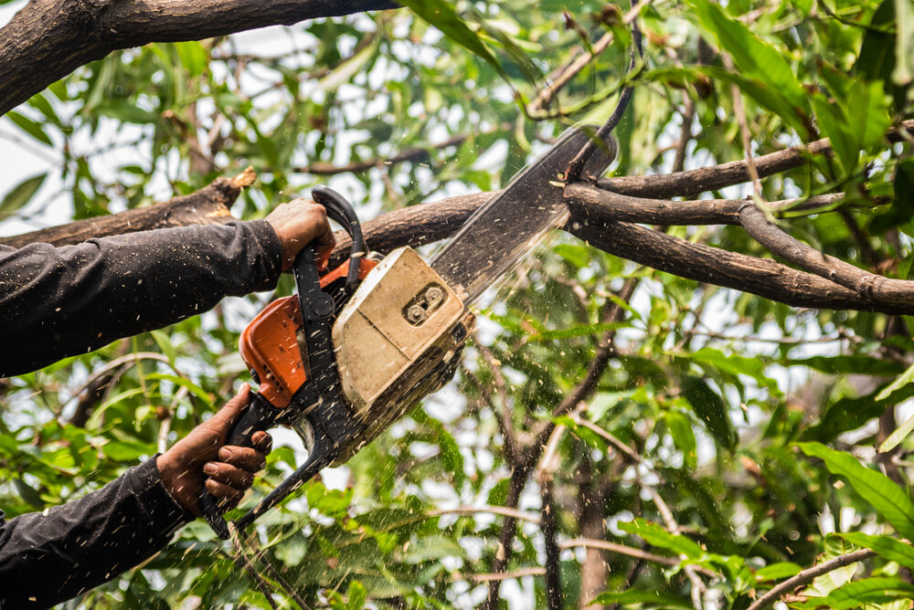 Why Hiring an Experienced Arborist in Sydney Matters for Tree Care