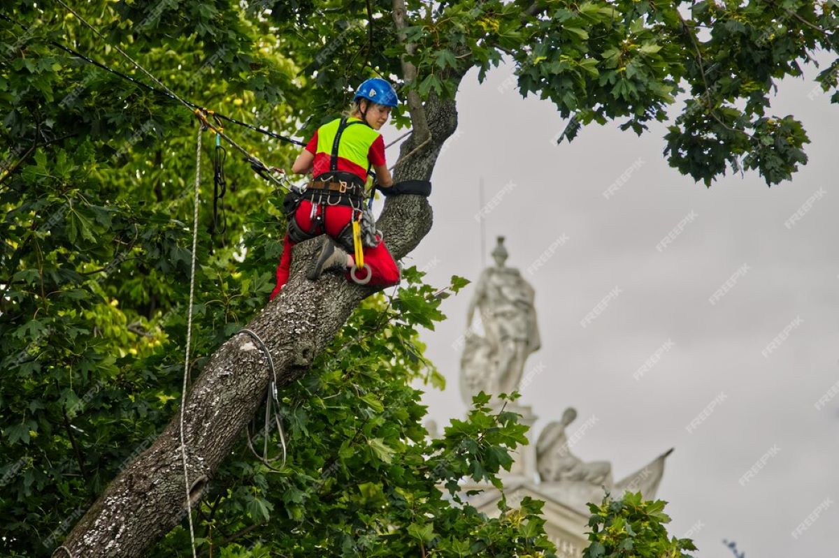 Why Hiring an Experienced Arborist in Sydney Matters for Tree Care