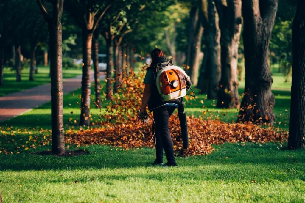 arborists in sydney