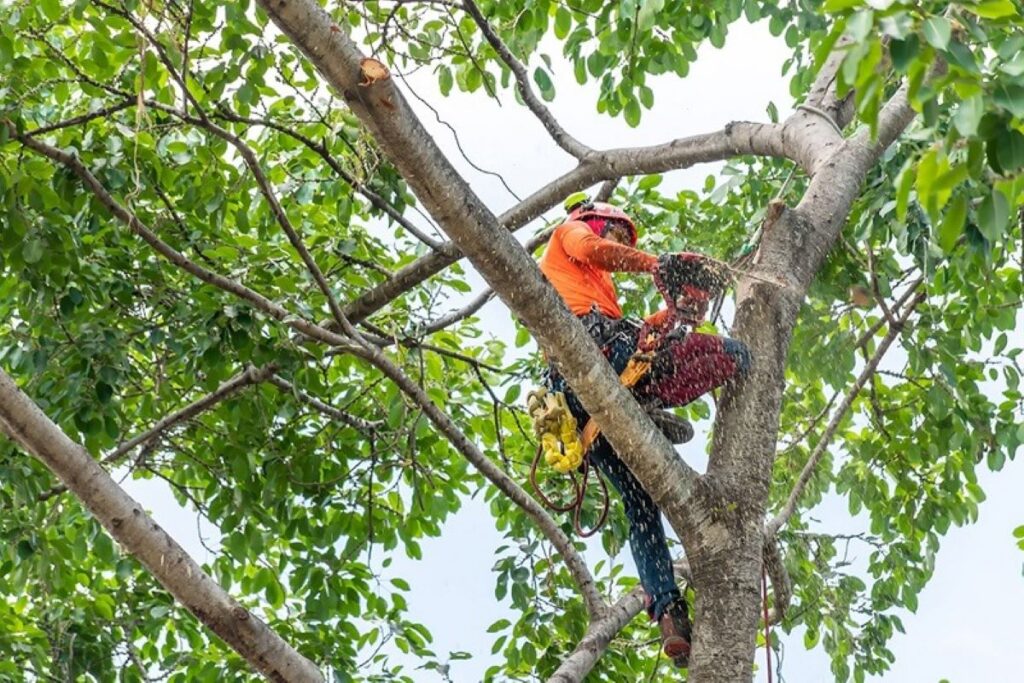 tree services Pymble