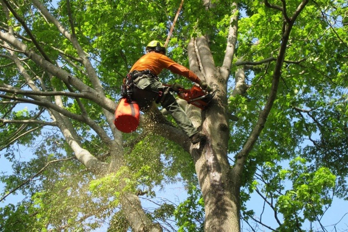 Best Times of Year for Tree Services in Pymble