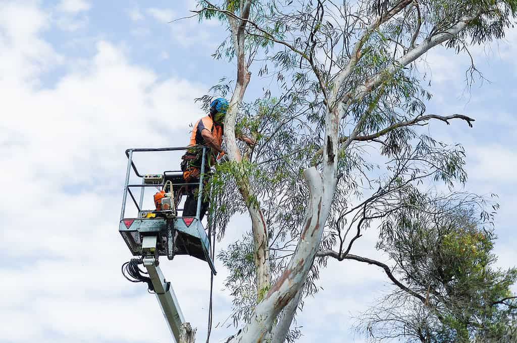 tree services Pymble