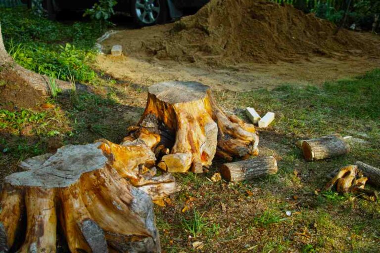 Sydney Stump Grinding Services: Your Complete Guide to Tree Stump Removal