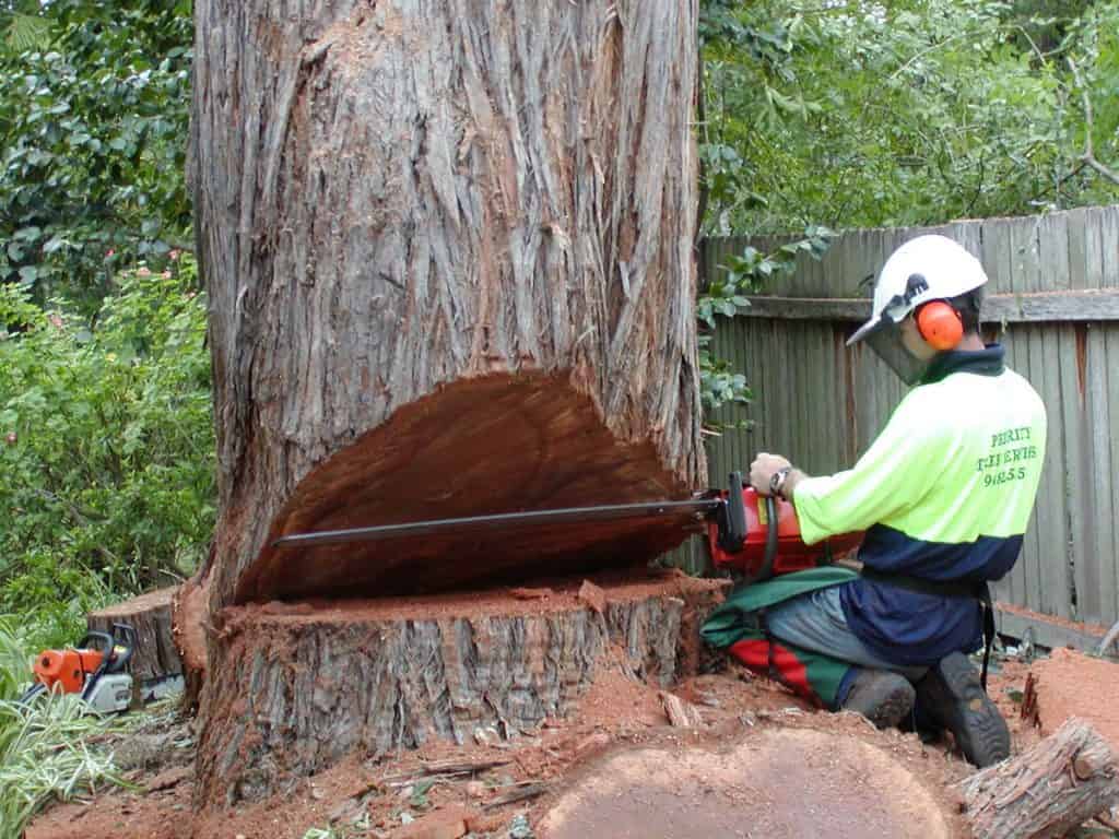 Sydney Tree Removal