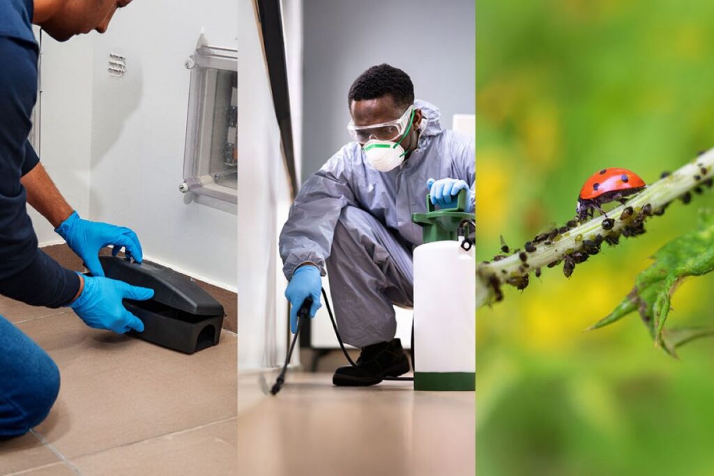 Same Day Pest Control