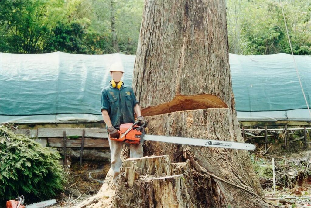 Sydney Tree Removal