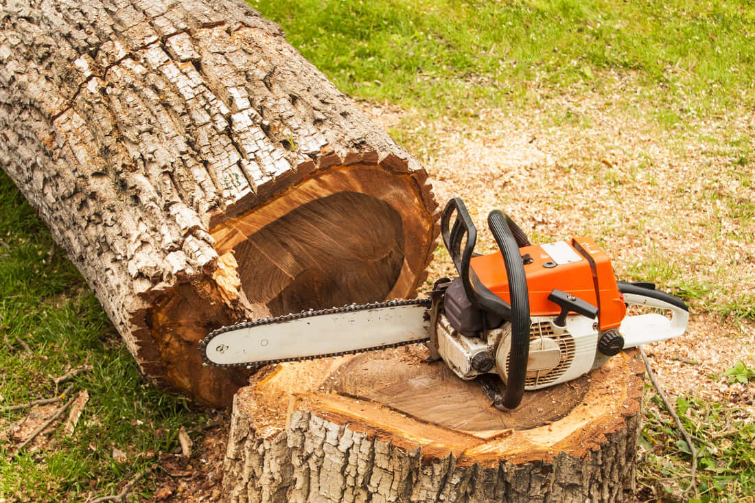 What Does Tree Removal Sydney Include And When Do You Need It
