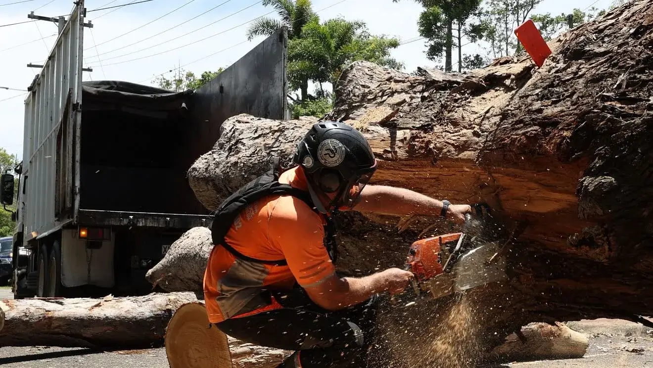 Top 7 Situations Where Sydney Tree Removal Is Necessary For Safety