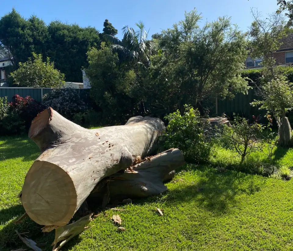Tree Removal Sydney