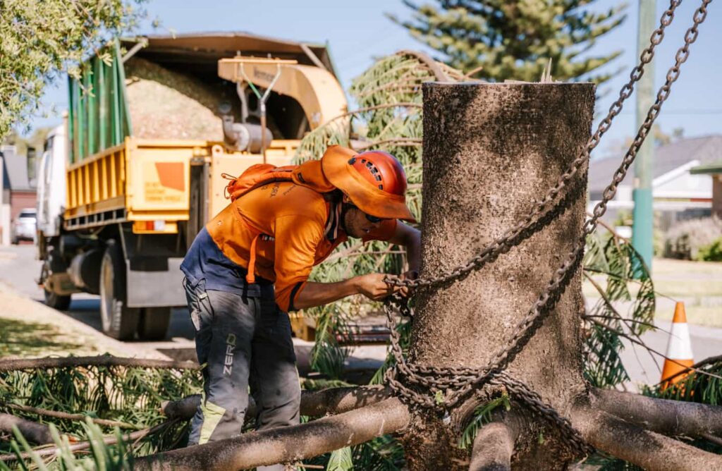 Sydney Tree Removal