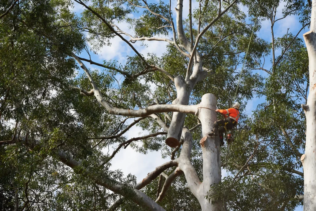 Emergency Tree Removal Sydney: The First Hour, the Right Calls, and Who Pays


