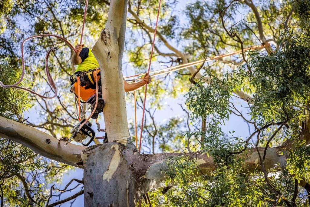 Emergency Tree Removal Sydney: The First Hour, the Right Calls, and Who Pays


