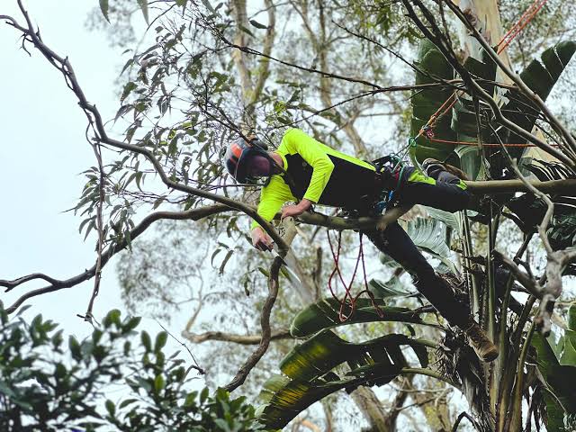 Arborist Sydney: When You Need One, What They Do, and What You Should Pay

