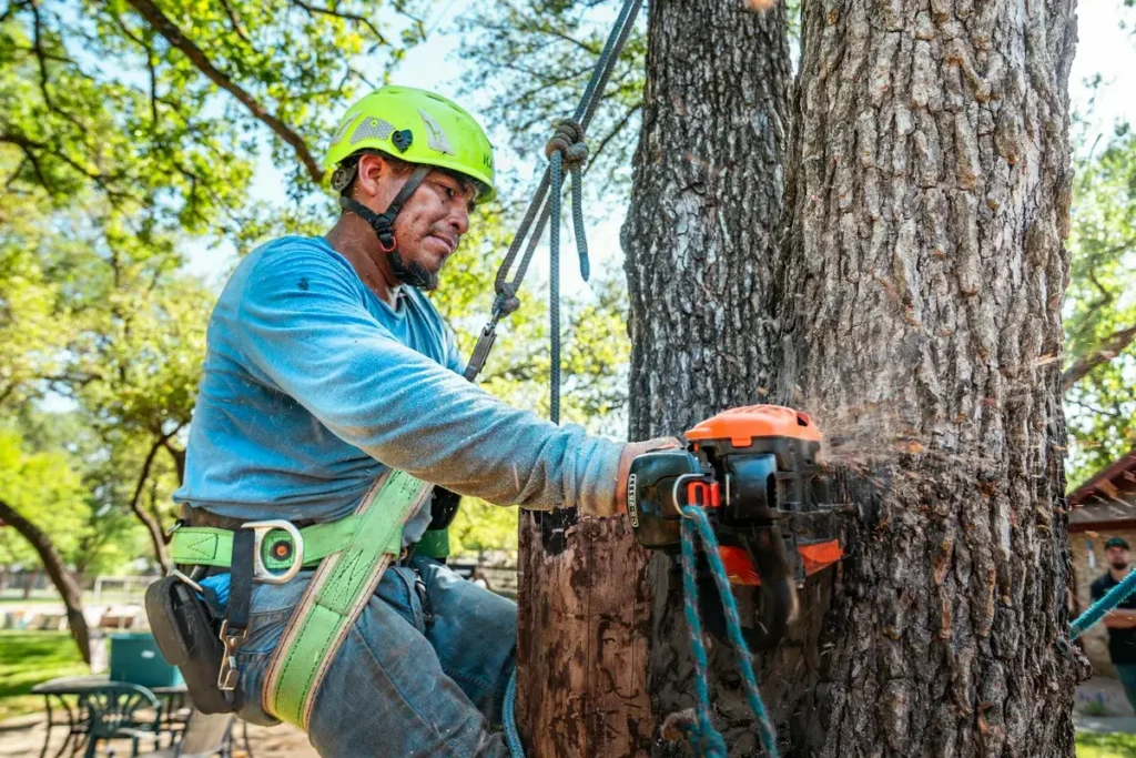 Arborist Sydney: When You Need One, What They Do, and What You Should Pay

