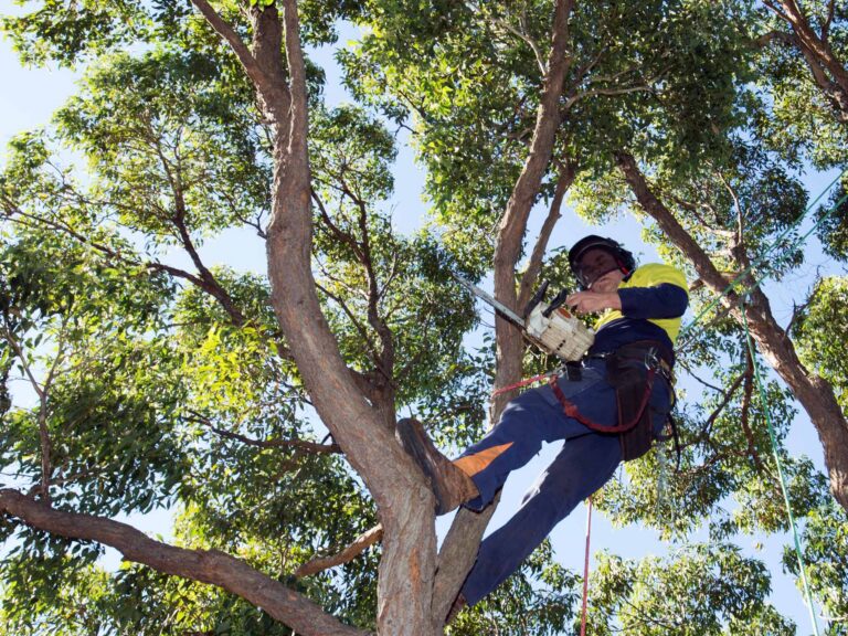 Arborist Sydney: When You Need One, What They Do, and What You Should Pay