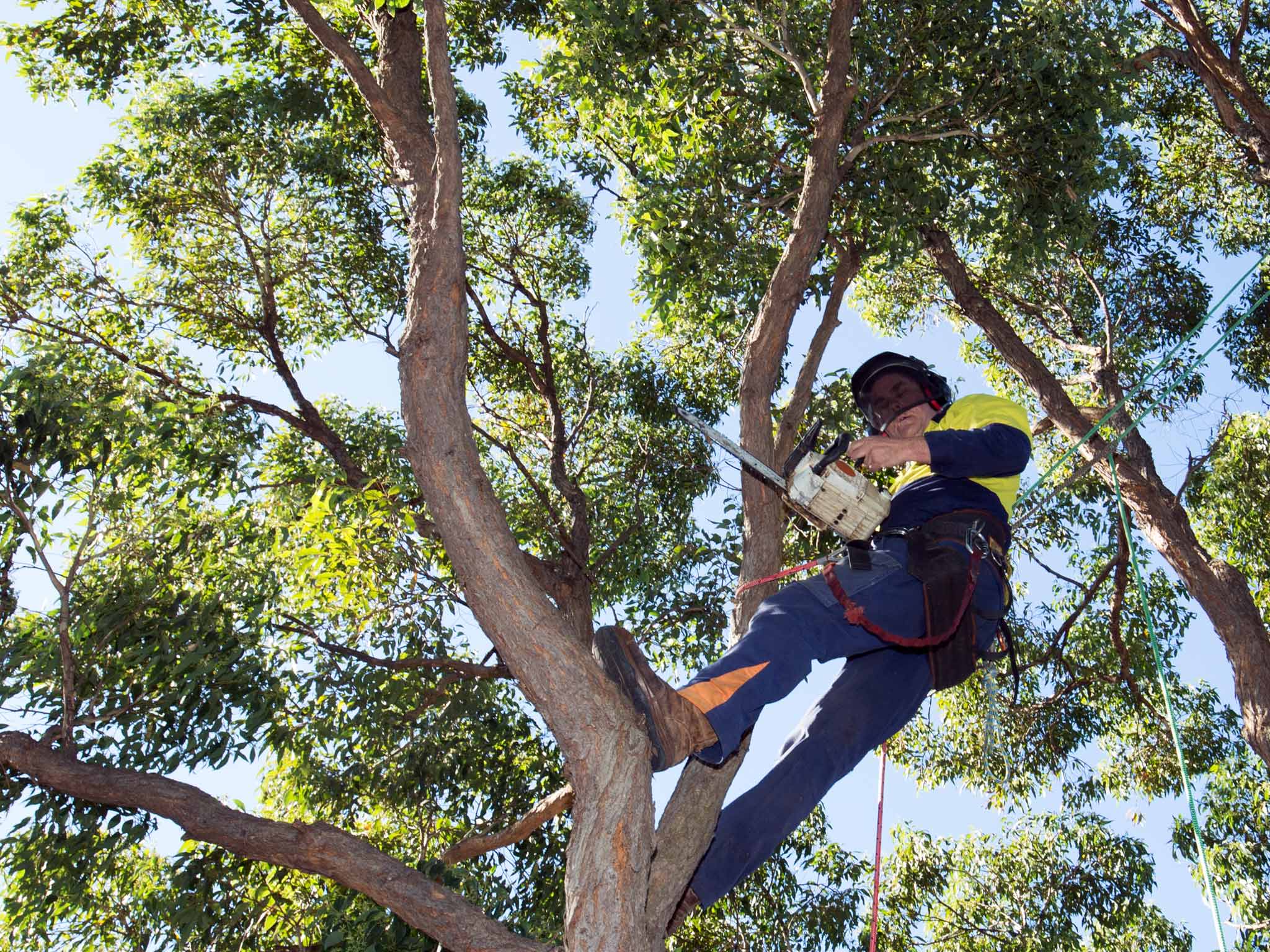 Arborist Sydney: When You Need One, What They Do, and What You Should Pay