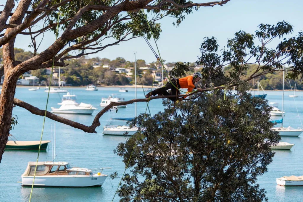 Emergency Tree Removal Sydney: Rapid Response When You Need It Most