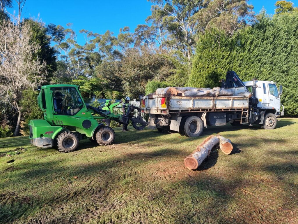 Professional Tree Removal Sydney: Safe, Licensed & Affordable

