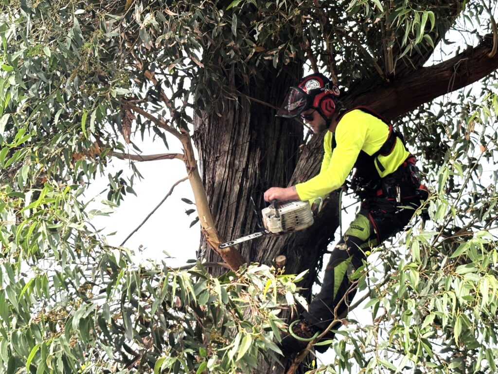 Professional Tree Lopping Service Sydney: Healthy Trees, Safe Properties

