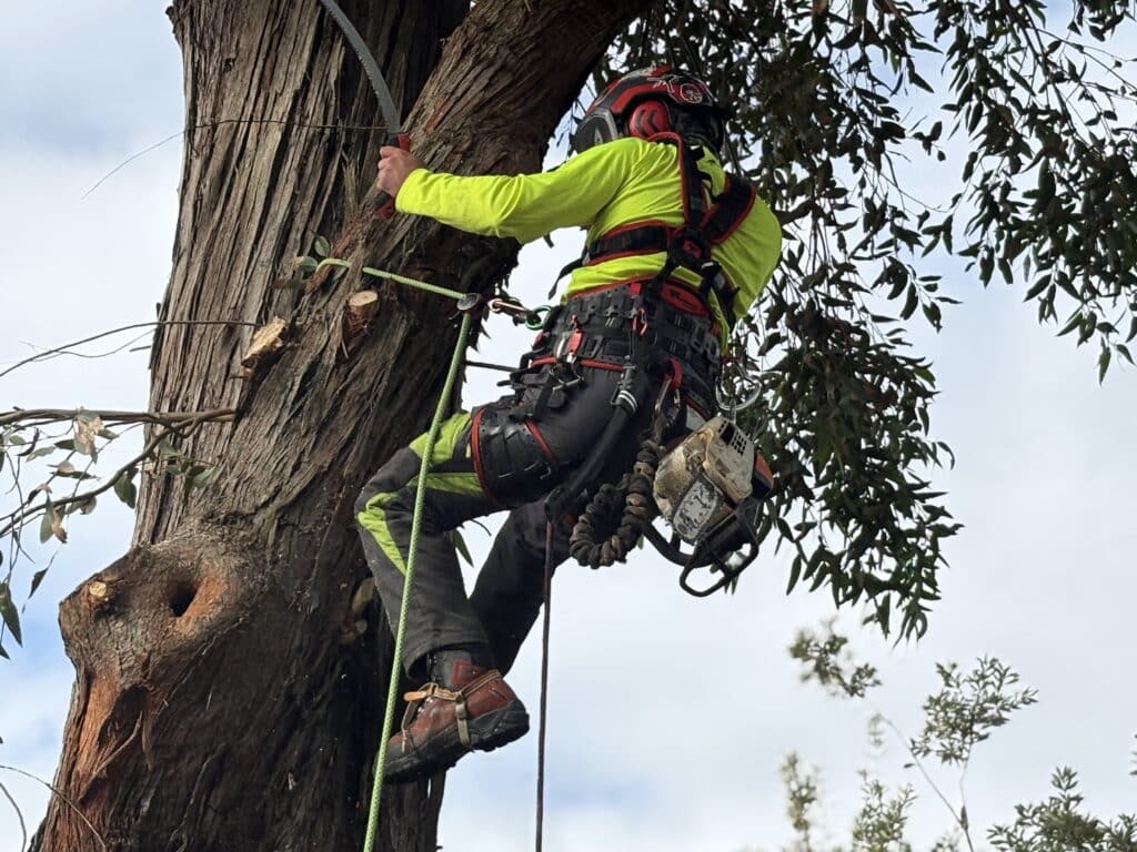 Professional Tree Trimming Sydney: Enhance Safety and Beauty