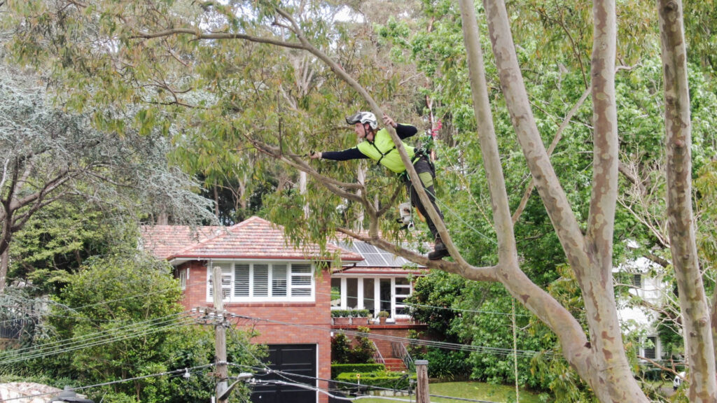 Emergency Tree Removal Sydney: Rapid Response When You Need It Most