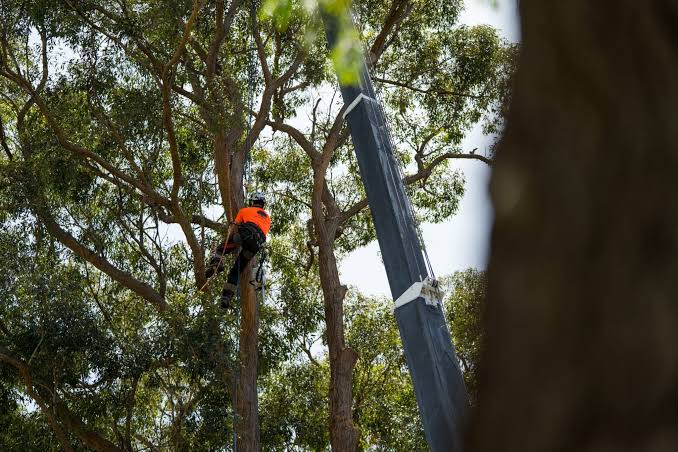 Professional Tree Lopping Service Sydney: Healthy Trees, Safe Properties


