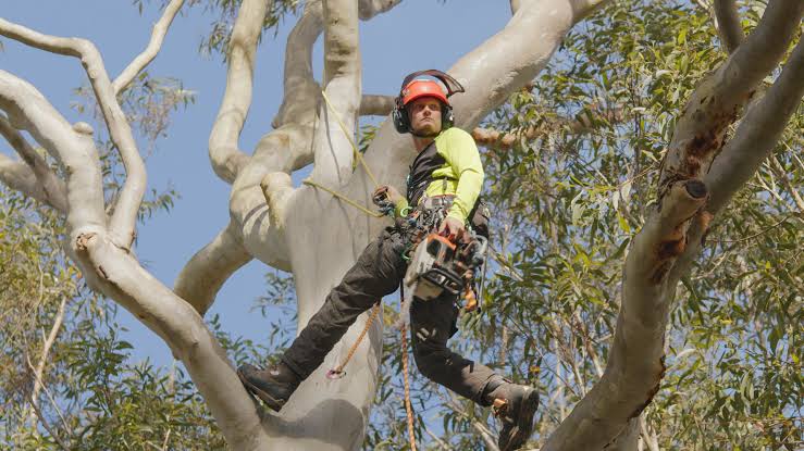 Professional Tree Removal Sydney: Safe, Licensed & Affordable