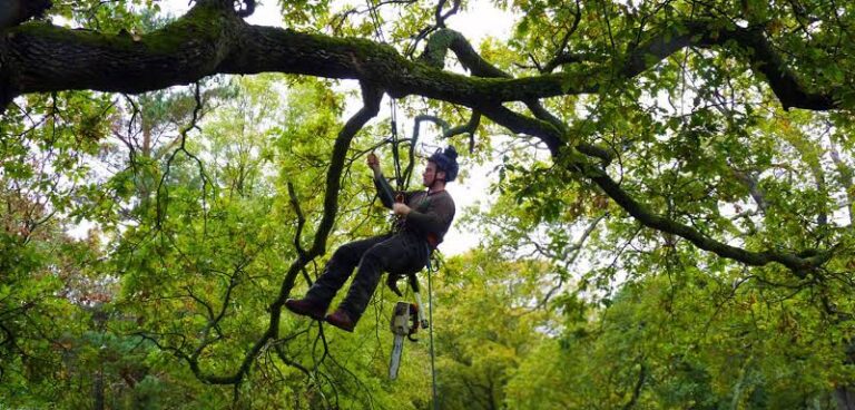 Professional Tree Lopping Service Sydney: Healthy Trees, Safe Properties