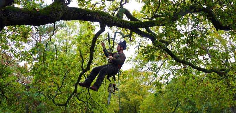 Professional Tree Lopping Service Sydney: Healthy Trees, Safe Properties