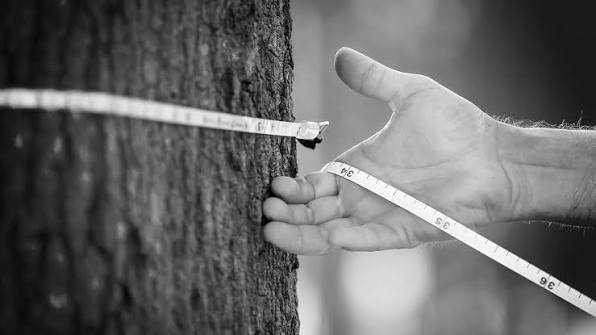Professional Tree Trimming Sydney: Enhance Safety and Beauty