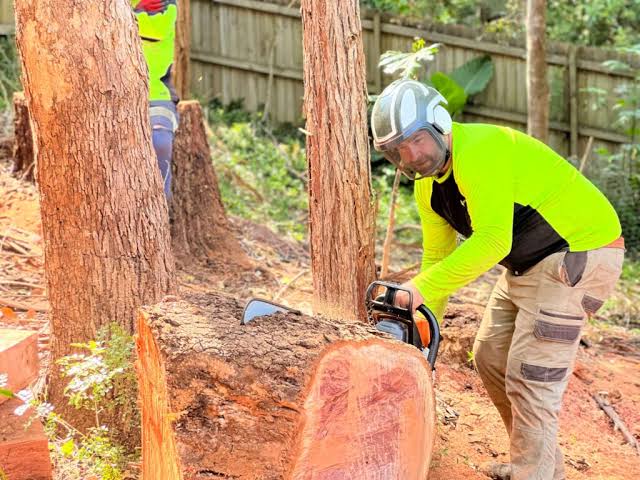 Professional Tree Removal Sydney: Safe, Licensed & Affordable

