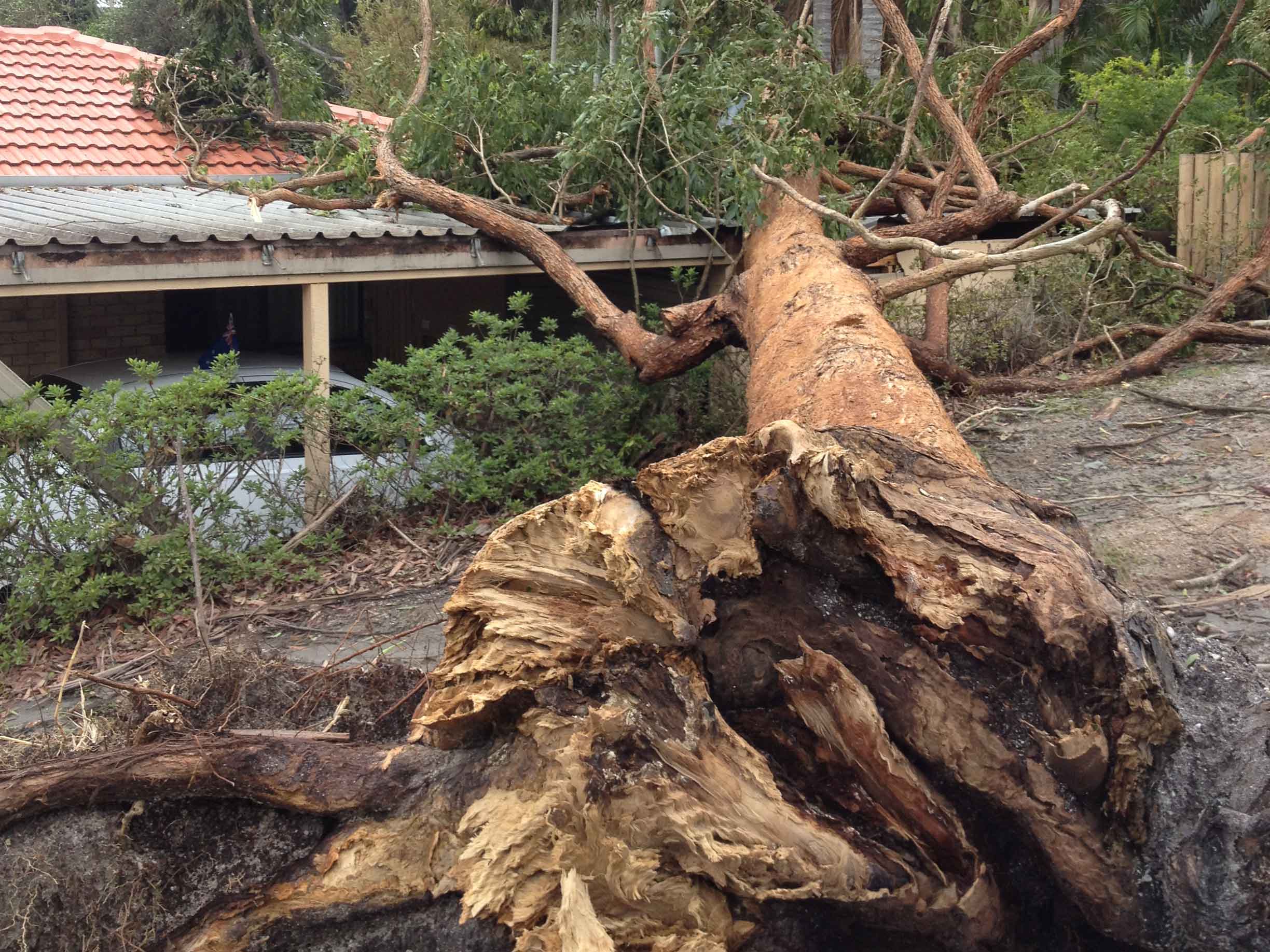 Emergency Tree Removal Sydney: Rapid Response When You Need It Most